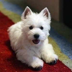 宠物狗活体 西高地白梗幼犬纯种小型犬家养白色长毛 小狗低价出售