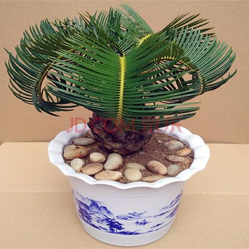 苗盆栽铁树盆景小苏铁树室内客厅阳台庭院室外大型花卉绿植物 羊角铁