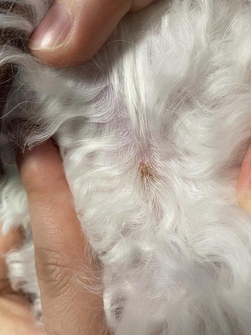 【讨论】求助求助 狗狗屁股和蛋蛋中间长了个褐色疙瘩