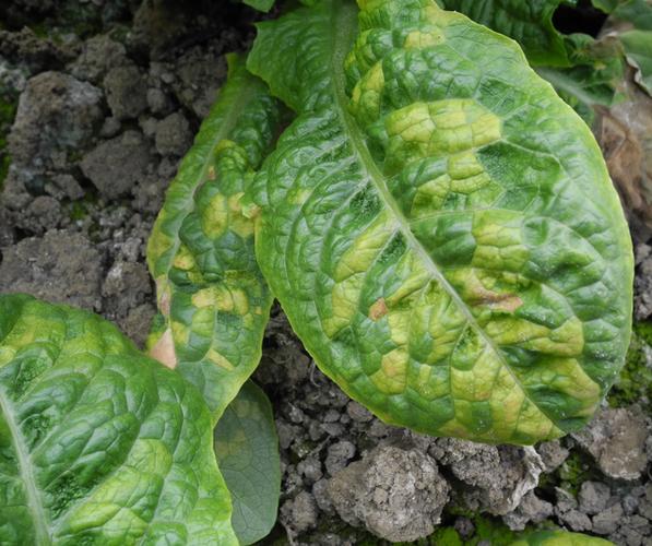 大棚蔬菜注意了,灰霉病,霜霉病,菌核病该防治了