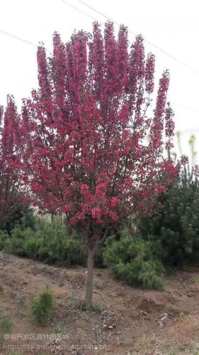 品种绚丽海棠 落叶与否落叶性 是否进口否 地径8cm 园林用途花境