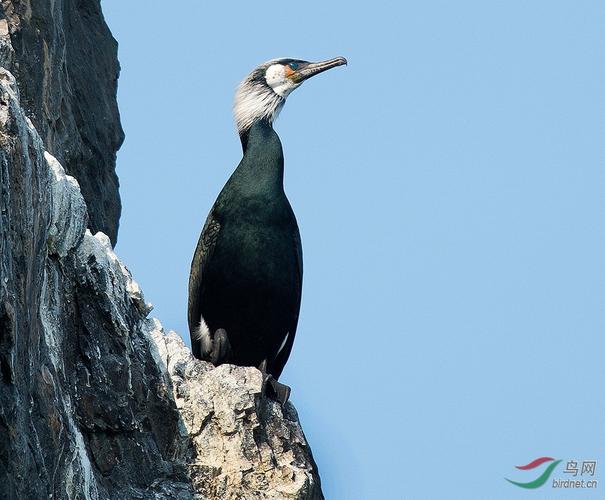 暗绿背鸬鹚--登高远望