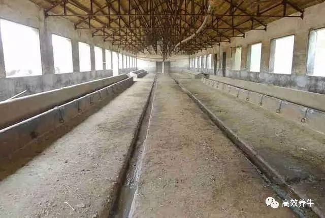 农村小规模养殖,简易牛棚搭建!