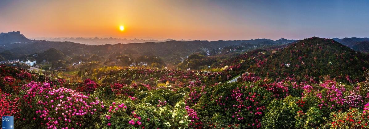 毕节市百里杜鹃风景区