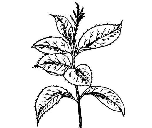 珠兰有什么药用价值