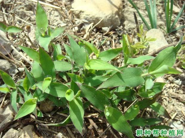 四,分类:禾本科求米草属三,英文名:oplismentls undulatifolius foli