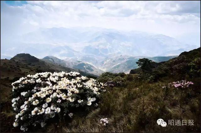 巧家大药山