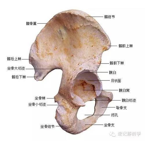 髋骨,由髂骨,耻骨,坐骨三骨在髋臼处汇合而成.