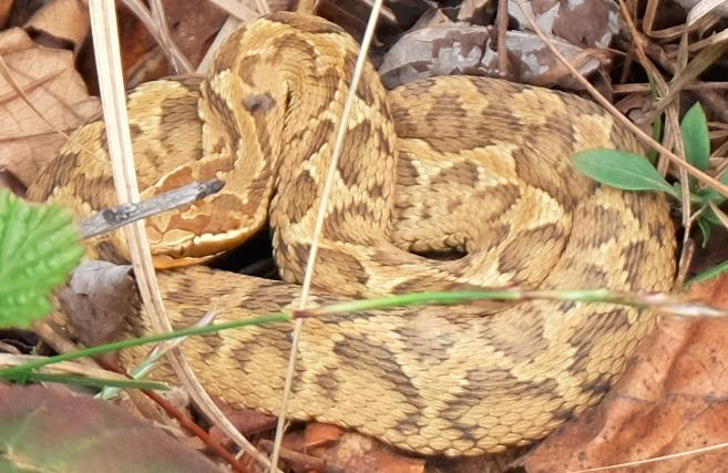 请问这是什么蛇呢,有点扁平,鳞片明显