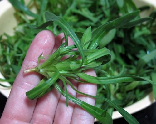 豫北农村麦地里的野菜面条菜,以前经常吃,现在却很难见到