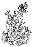 山海经里的女娲简笔画