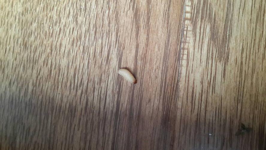 举报 浏览 366 次 7个回答 热心网友  2014-09-15   展开全部 蛆虫