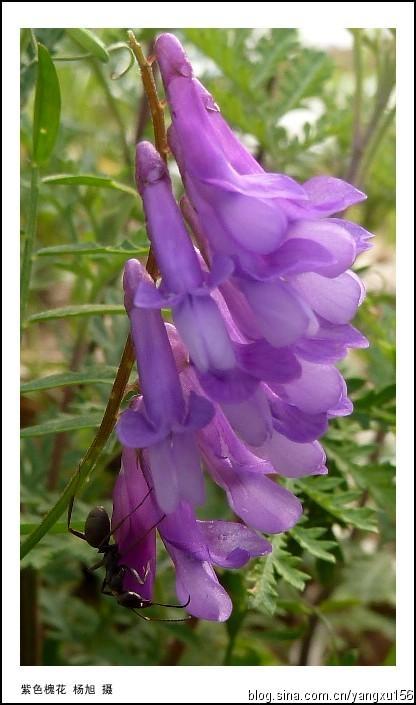 妩媚的紫色洋槐花〔散文〕文/王世杰(陕西延安)