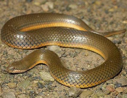 题目: 黄色背,红色腹部蛇的水蛇叫什么蛇啊? 如题,这种蛇有毒吗?