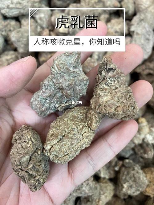 虎乳菌人称咳嗽克星你知道吗