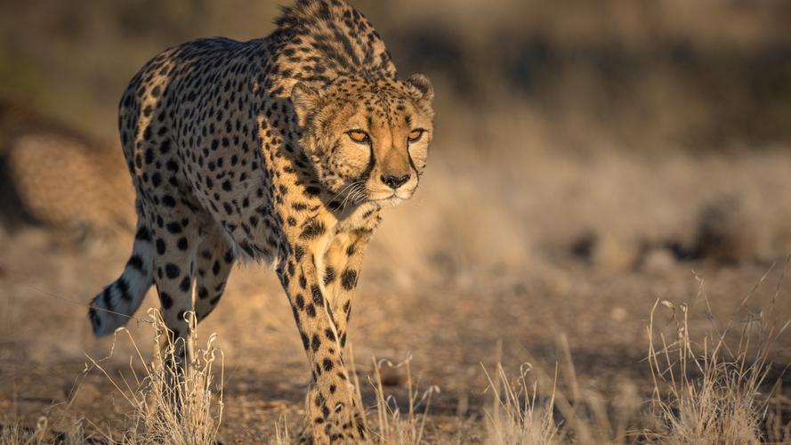 美丽的猎豹,高清图片,电脑桌面-壁纸族
