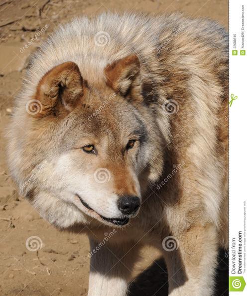 狗狼的内容简介