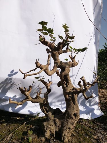 桑树盆景绿植树苗桑椹造型老桩植物室内盆栽绿植