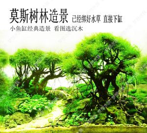 莫斯树林造景 鱼缸造景水草 沉木莫斯水草 活体水草 粘好石头