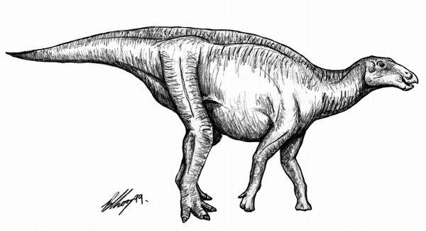  p>原赖氏龙属(eolambia)是禽龙类恐龙的一属,生存于白垩纪中期的美国