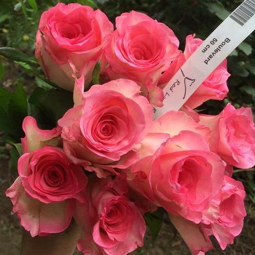 新品进口玫瑰切花大苗月季大花林荫大道boulevard四季