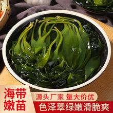 火锅海带芽9斤盐渍非干货菜裙带苗海带海带苗三秒火锅