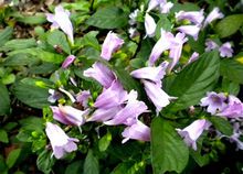 菘蓝(北板蓝根)|3|16