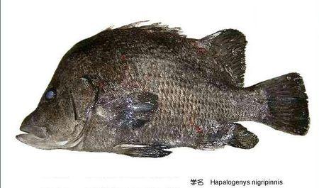 髭鲷属       hapalogenys    鱼类 下图为   黑鳍髭鲷    hapa