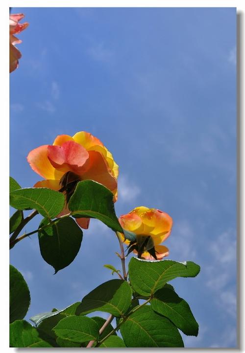 蓝天与花儿常在