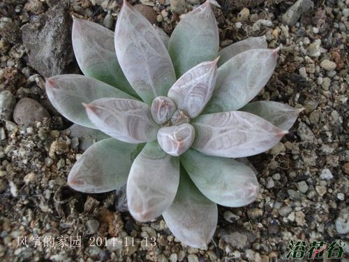 杜里万莲多肉植物图片