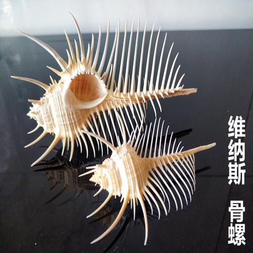 天然海螺刺螺女巫骨螺维纳斯骨螺标本收藏观赏摄影道具鱼缸水族箱