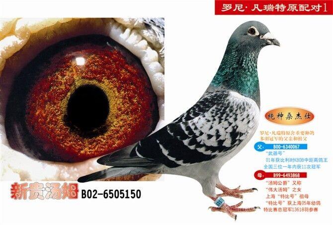 罗尼凡瑞特 桑杰士