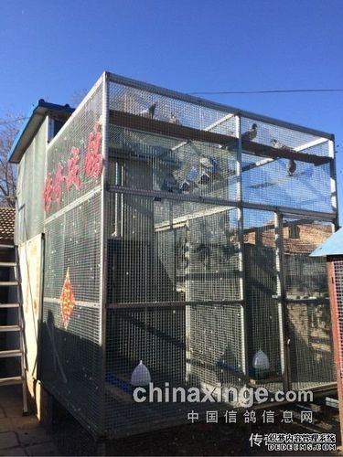 鸽舍:长6米,宽3米,高度鸽友们可以自由发挥.