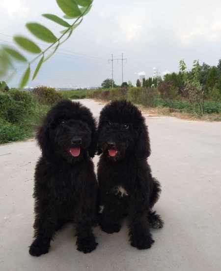 家养巨贵宝宝三个月找新家