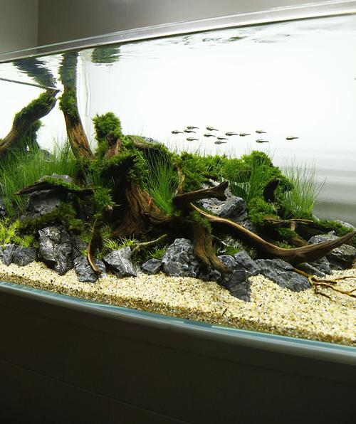 水草缸造景沉木水草泥化妆砂青龙石60cm尺寸设计67