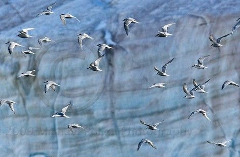 【原创】五律·北极燕鸥