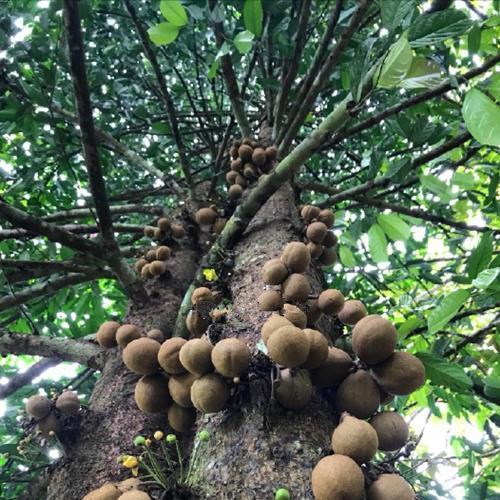 香波果是什么一种奇怪的水果吃了后能够连放屁都是香的
