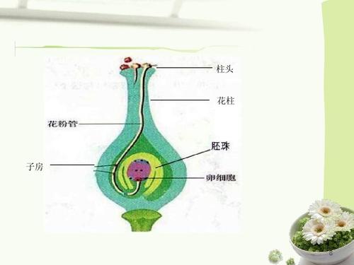 柱头 花柱 子房