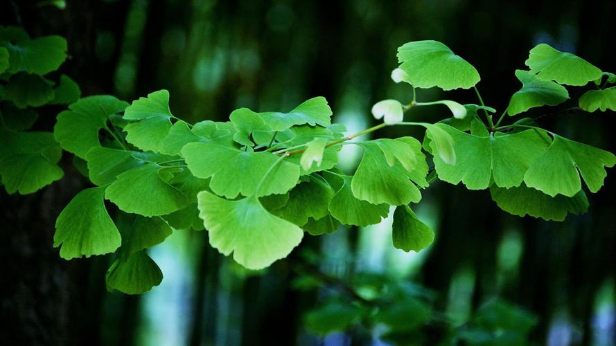 精选清新绿色桌面背景壁纸图片,风景壁纸,绿色,护眼,清新,叶子,壁纸