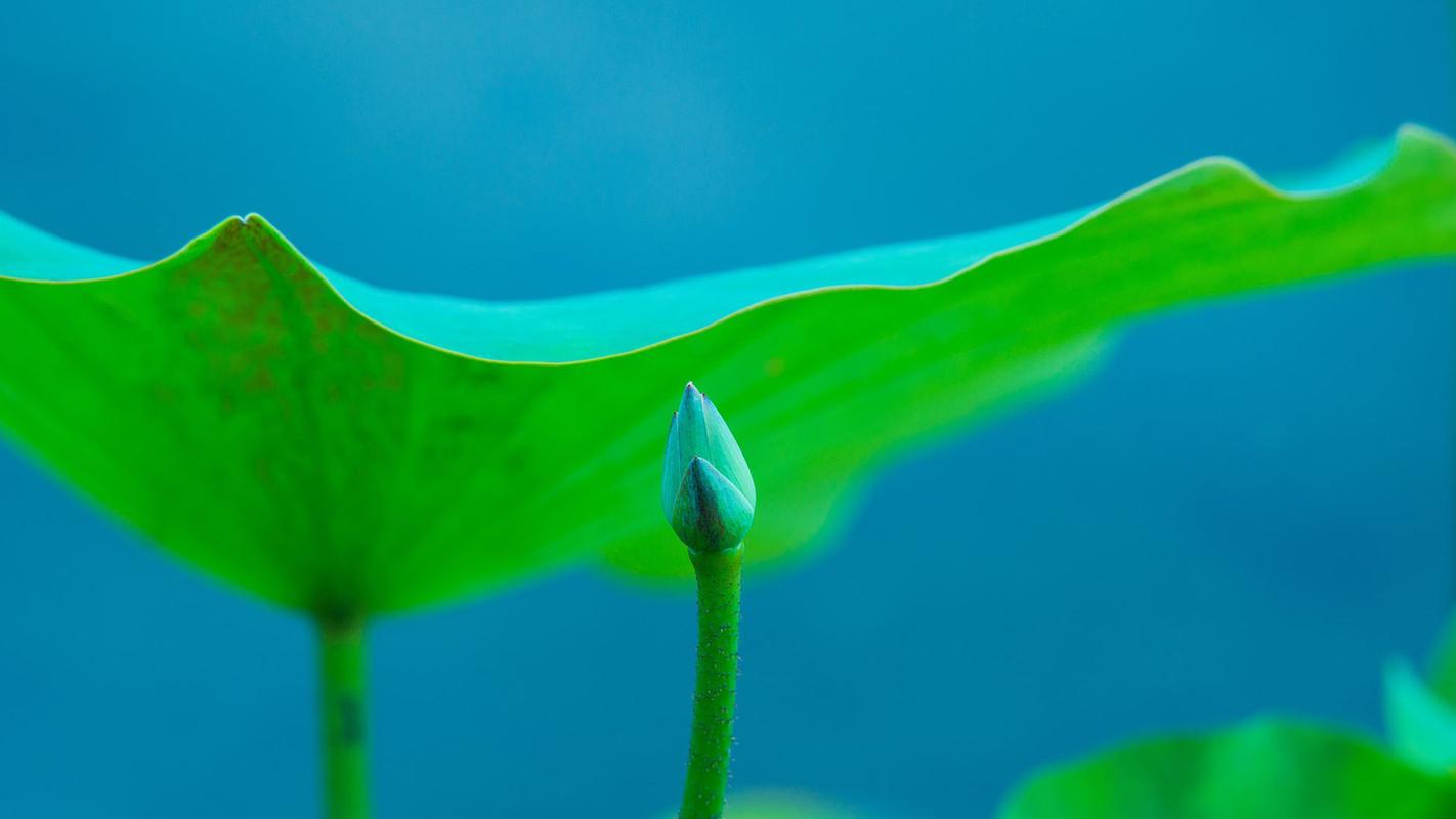 绿色植物高清护眼风景图片桌面壁纸