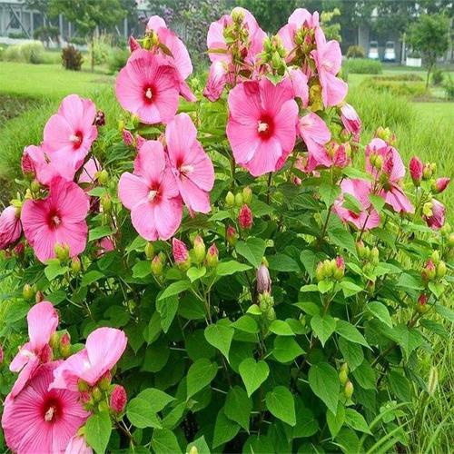 现货供应马洛葵种子观赏花卉品种花籽马洛葵种子