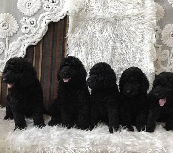 性别 公                       个人家巨贵 只剩下公的了 有黑色的