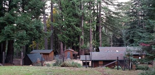majestic house in the redwood forest