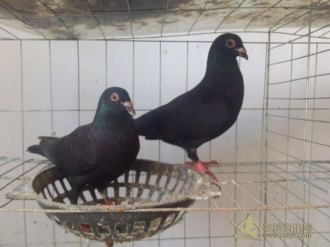 一对黑鸽