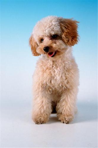 泰迪是什么狗,泰迪是贵宾的一种吗,什么是泰迪呢?