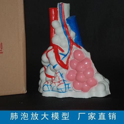 肺泡放大模型肺泡模型厂家直销生物模型 教学仪器33210