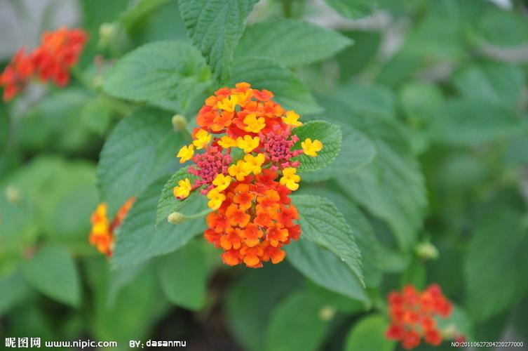 五色花摄影图__花草_生物世界_摄影图库_昵图网nipic.