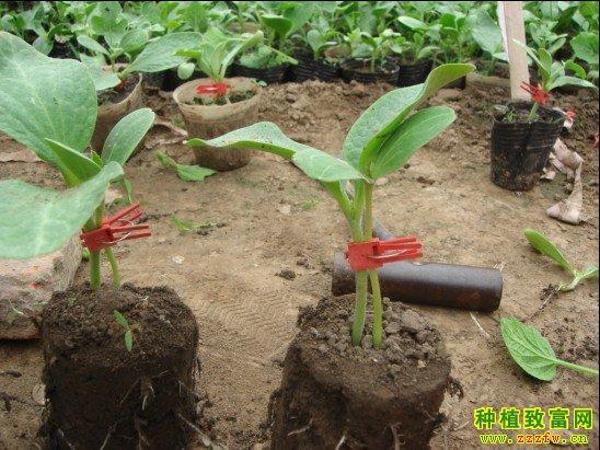 怎样嫁接西瓜:西瓜嫁接育苗技术要点