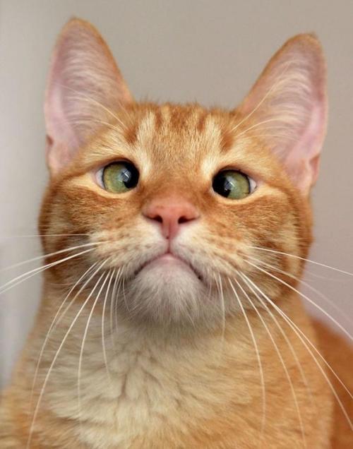 天生就长了斗鸡眼的猫,很庆幸有一个好主人