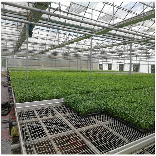 大棚 育秧苗床 移动苗床 大棚苗床   上一个 下一个> 育秧苗床制作